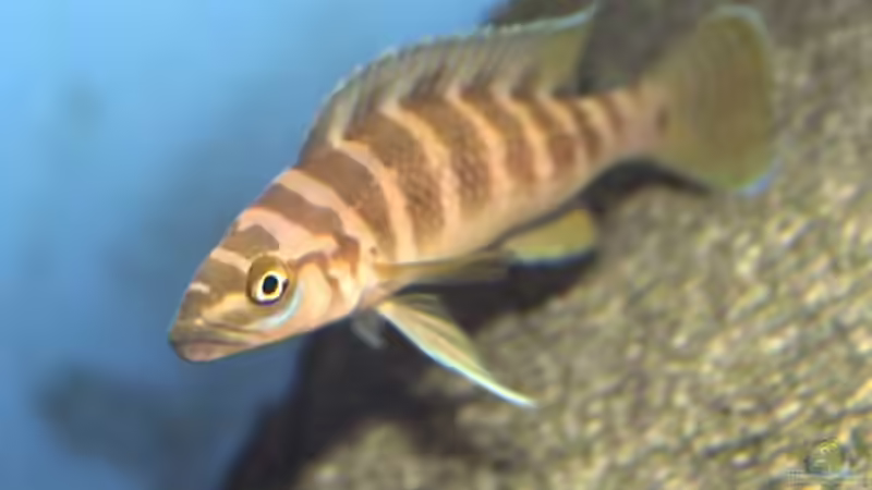 Aquarien mit Neolamprologus cylindricus (Gestreifter Tanganjikabuntbarsch)