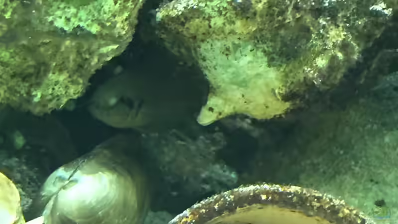 neolamprologus daffodil brichardi von Stefan1971 (3)