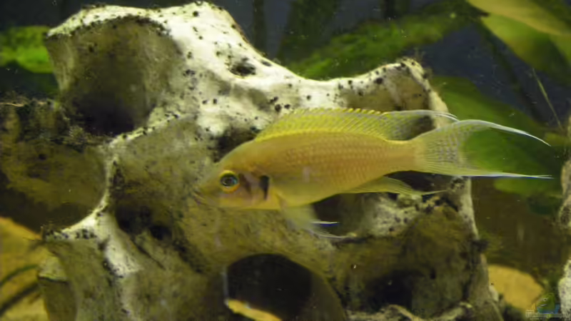 Neolamprologus im Aquarium (Einrichtungsbeispiele mit Neolamprologus-Arten)