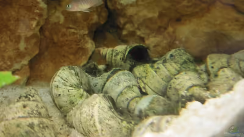 Neolamprologus-Frau über Schnecken von Fischfrau (23)