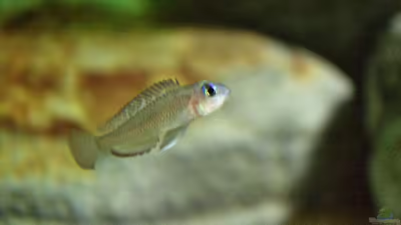 Neolamprologus kungweensis  von Didi (41)