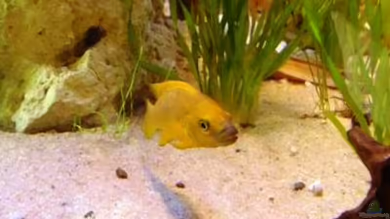 Neolamprologus leleupi  Bock....ist mittlerweile schon Opa ;-)  von Peters Laden (31)