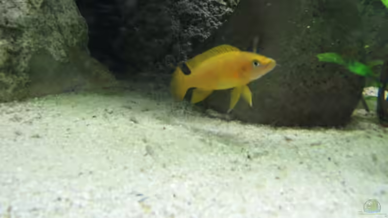 Neolamprologus leleupi  von Michaela Krause (19)