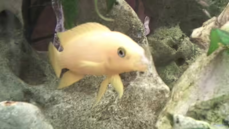 neolamprologus leleupi (Bock) von Tobias Herrmann (4)