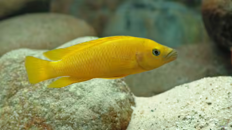 Neolamprologus leleupi (longior) von Oliver Vieth (11)