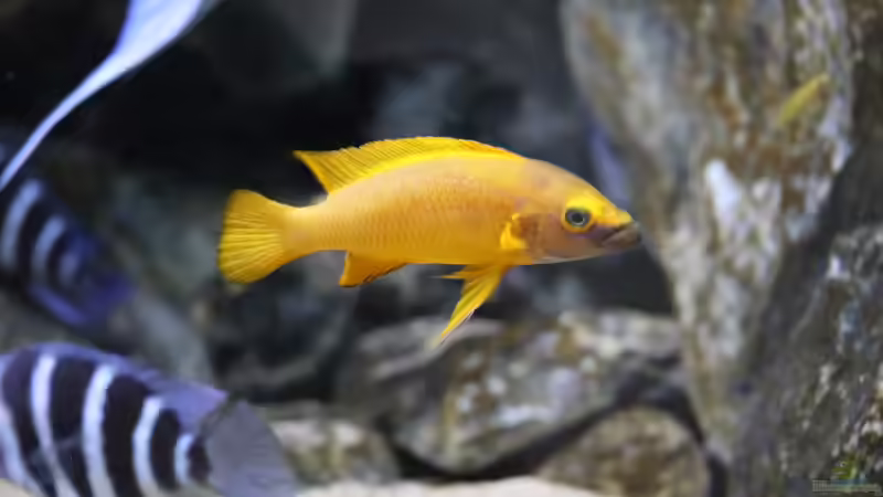 Neolamprologus leleupi male von Björn (Slavi) (26)