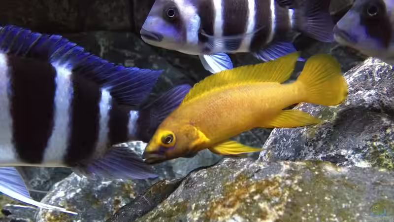 Neolamprologus leleupi male von Björn (Slavi) (27)