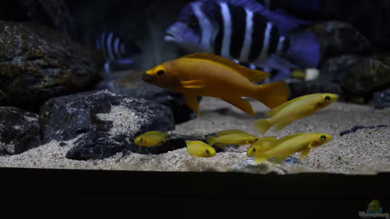 Neolamprologus leleupi male with fry von Björn (Slavi) (25)