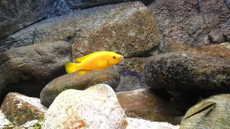 Aquarien mit Crossocheilus siamensis (Siamesischer Rüsselbarben)