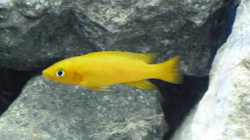 Neolamprologus leleupi (Tananijka-Goldcichlide)  von René L. (8)
