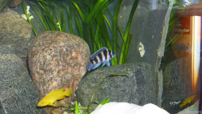 Aquarien mit Neolamprologus tretocephalus (Fünfstreifen-Tanganjikabuntbarsch)