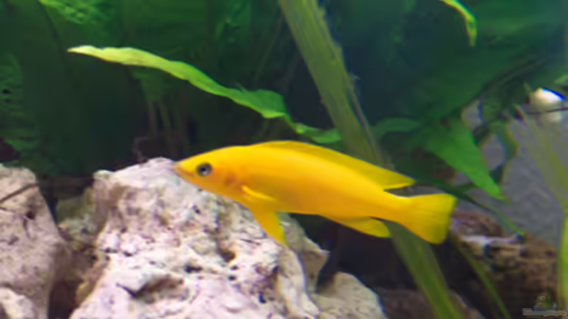 Neolamprologus leleupi vieleicht ein Mann von René Drechsler (3)