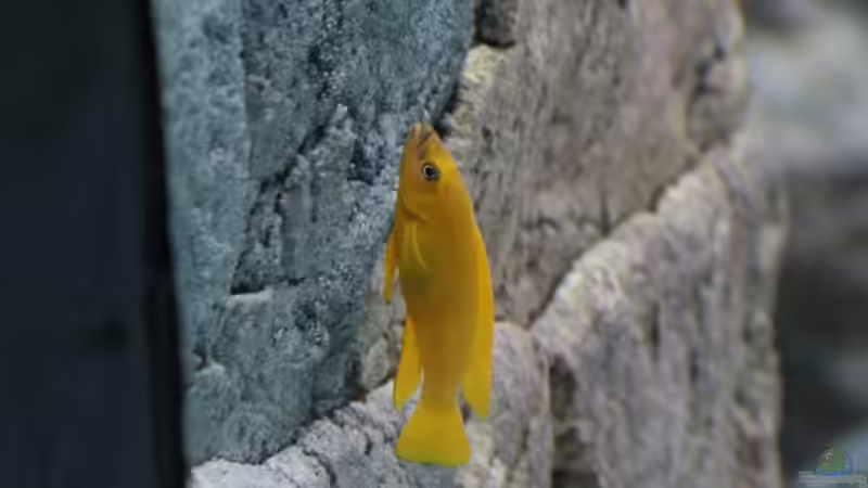 Neolamprologus leleupi von 8 CBM (84)