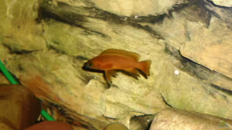 Neolamprologus leleupi von Angelheart (13)
