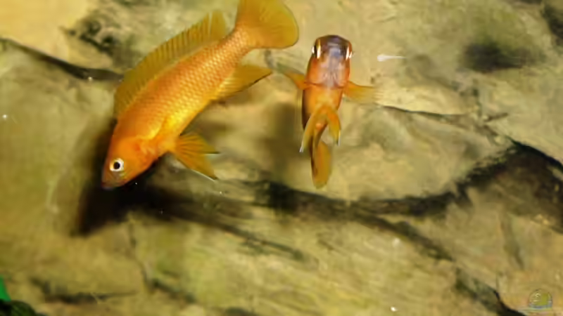 Neolamprologus leleupi von Angelheart (36)