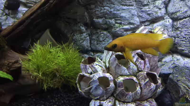 Neolamprologus leleupi von Aqua-Jonas (7)