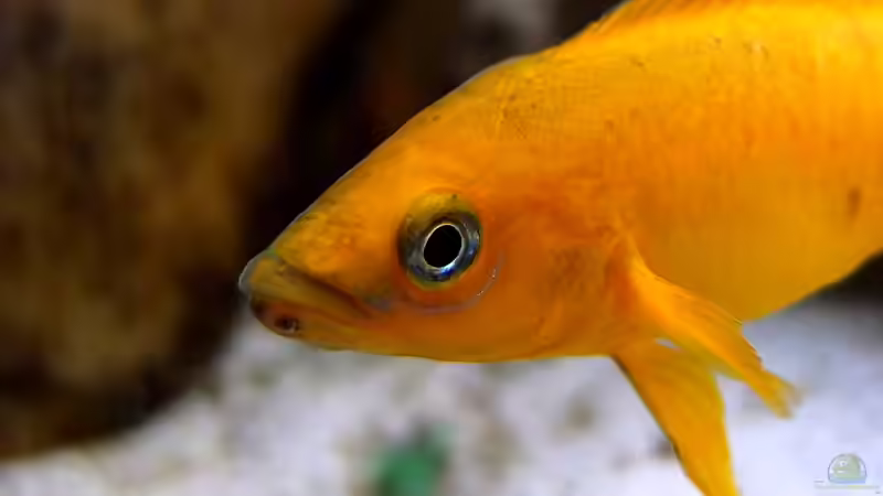 Neolamprologus leleupi von axolotl (102)