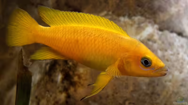 Neolamprologus leleupi von axolotl (111)