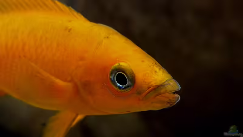 Neolamprologus leleupi von axolotl (115)