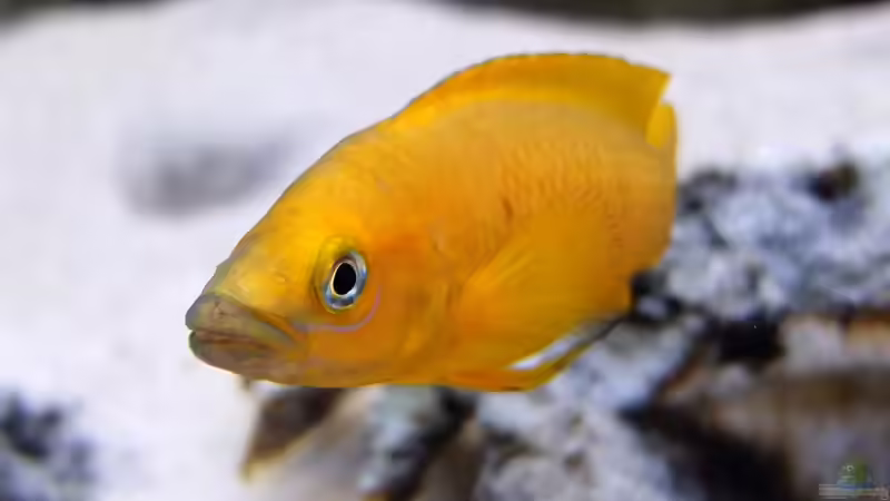 Neolamprologus leleupi von axolotl (129)