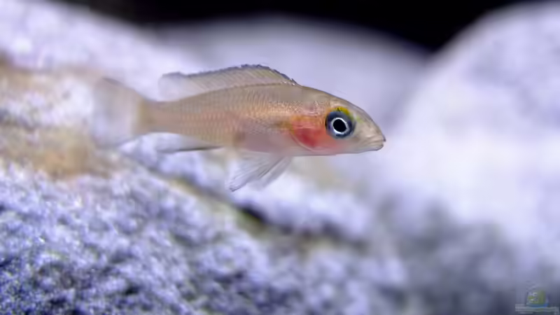 Neolamprologus leleupi von axolotl (13)