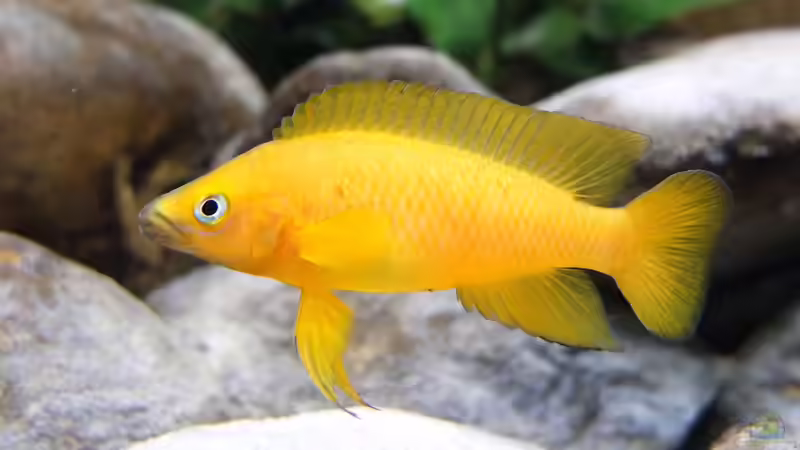 Neolamprologus leleupi von axolotl (131)