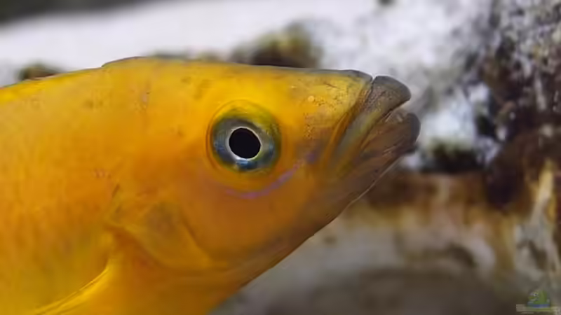 Neolamprologus leleupi von axolotl (132)