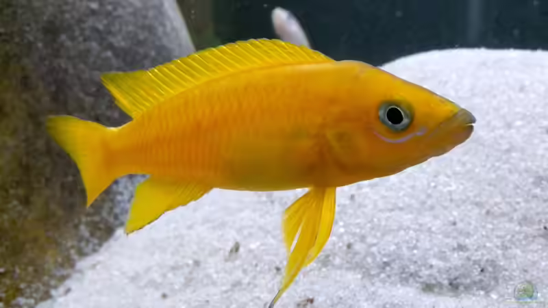 Neolamprologus leleupi von axolotl (135)