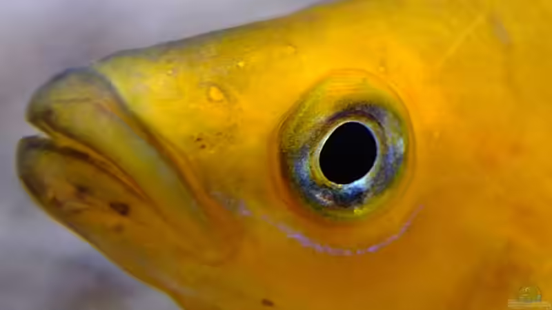 Neolamprologus leleupi von axolotl (137)
