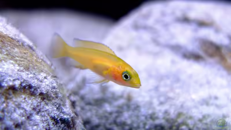 Neolamprologus leleupi von axolotl (14)