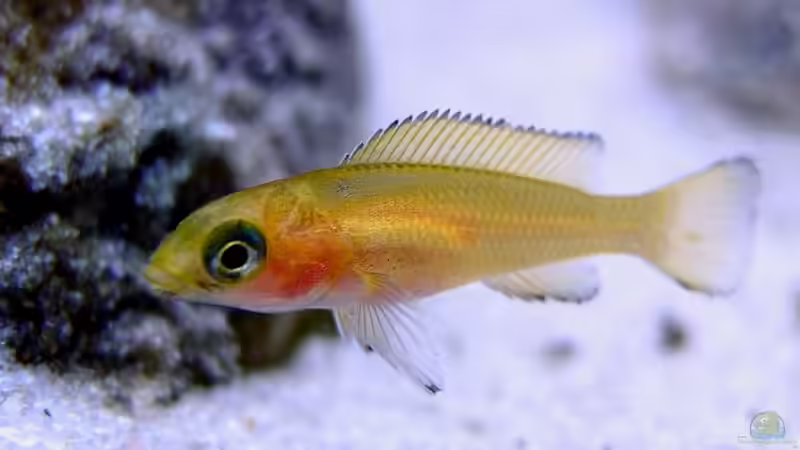 Neolamprologus leleupi von axolotl (15)