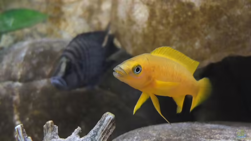 Neolamprologus leleupi von axolotl (150)