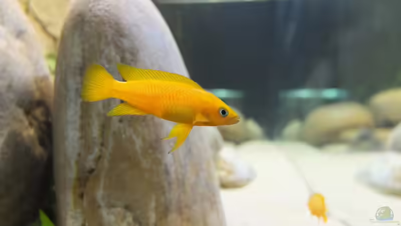 Neolamprologus leleupi von axolotl (153)