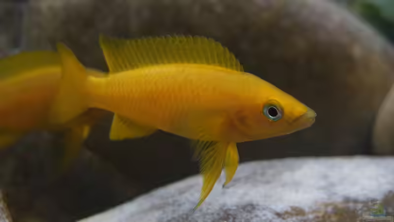 Neolamprologus leleupi von axolotl (154)