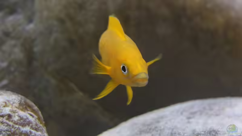 Neolamprologus leleupi von axolotl (157)