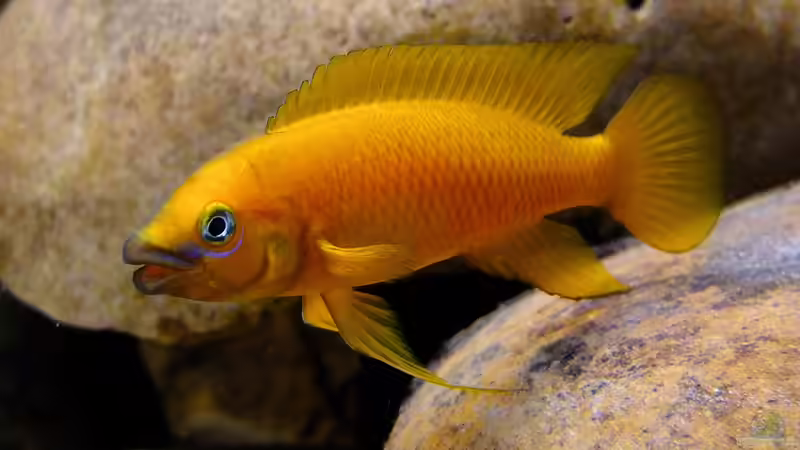 Neolamprologus leleupi von axolotl (31)