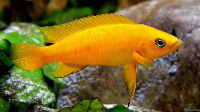 Neolamprologus leleupi von axolotl (33)