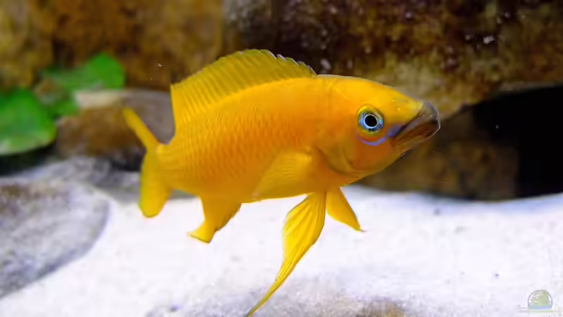 Neolamprologus leleupi von axolotl (53)