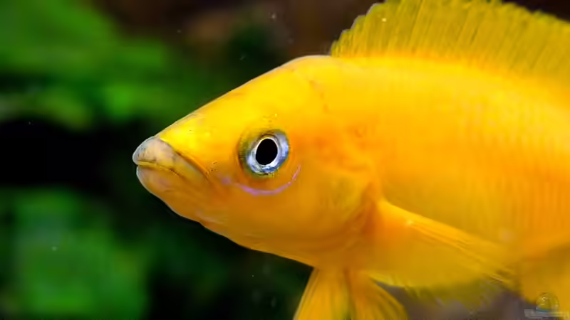 Neolamprologus leleupi von axolotl (85)