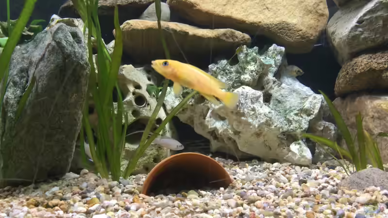 Neolamprologus Leleupi von Berie (7)