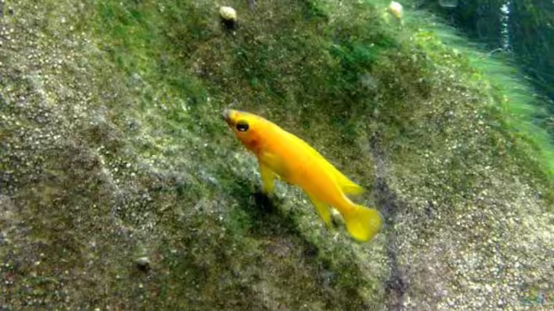 Neolamprologus leleupi von Chris_R. (36)