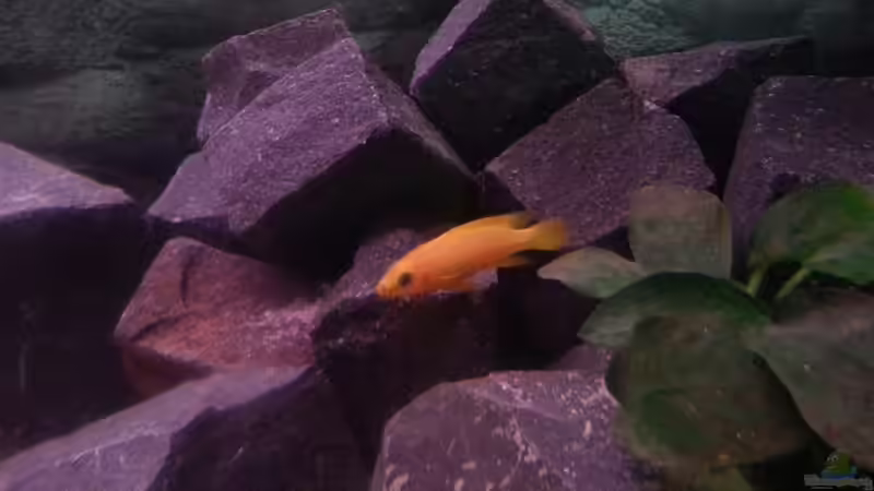 Neolamprologus Leleupi von Daniel Kastner (21)