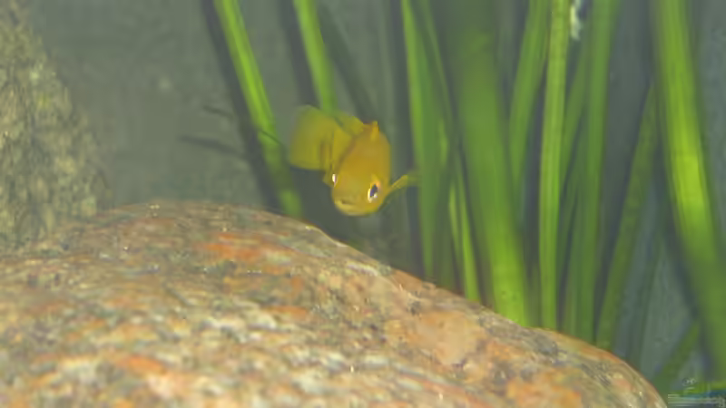 Neolamprologus leleupi von deBouwer (30)