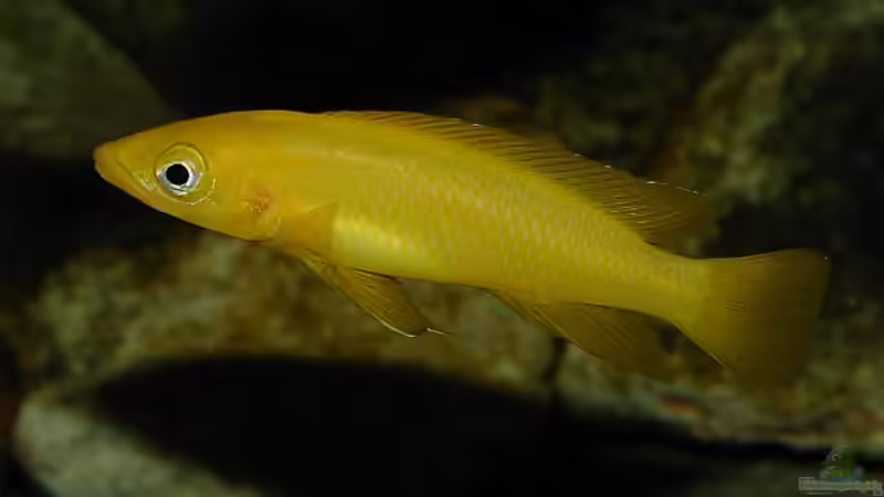 Neolamprologus leleupi von Georg Botz (11)