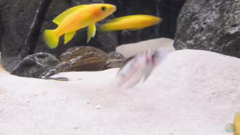 Neolamprologus leleupi von Haens84 (26)