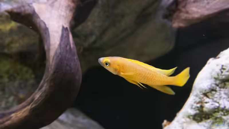 Neolamprologus leleupi von Hero67 (4)