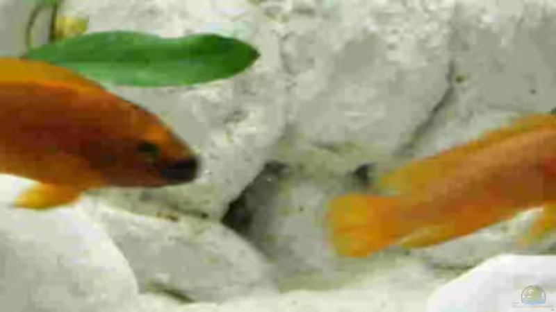 Neolamprologus leleupi von Markus Tratschitt (5)