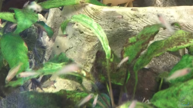 neolamprologus leleupi von Tobias Herrmann (6)