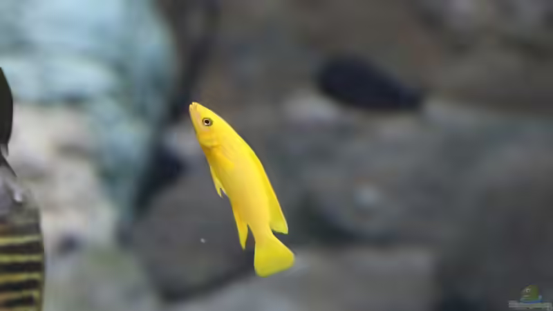 Neolamprologus im Aquarium (Einrichtungsbeispiele mit Neolamprologus-Arten)