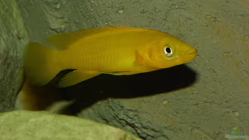 Neolamprologus im Aquarium (Einrichtungsbeispiele mit Neolamprologus-Arten)